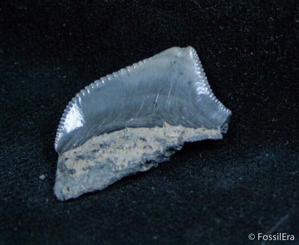 Fossil Squalicorax Tooth - North Carolina #1434